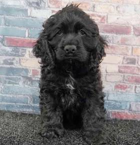Cocker Spaniel