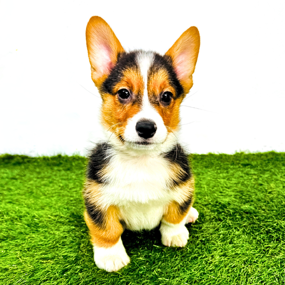 carousel pet images