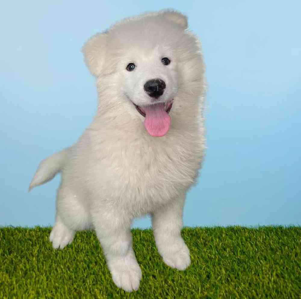 carousel pet images