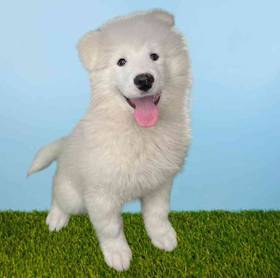 Samoyed
