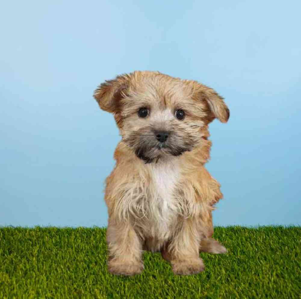 Female Morkie Puppy for Sale in Meridian, ID