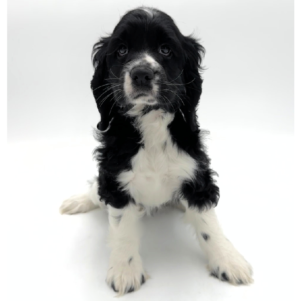 Image of a pet breed in the gallery