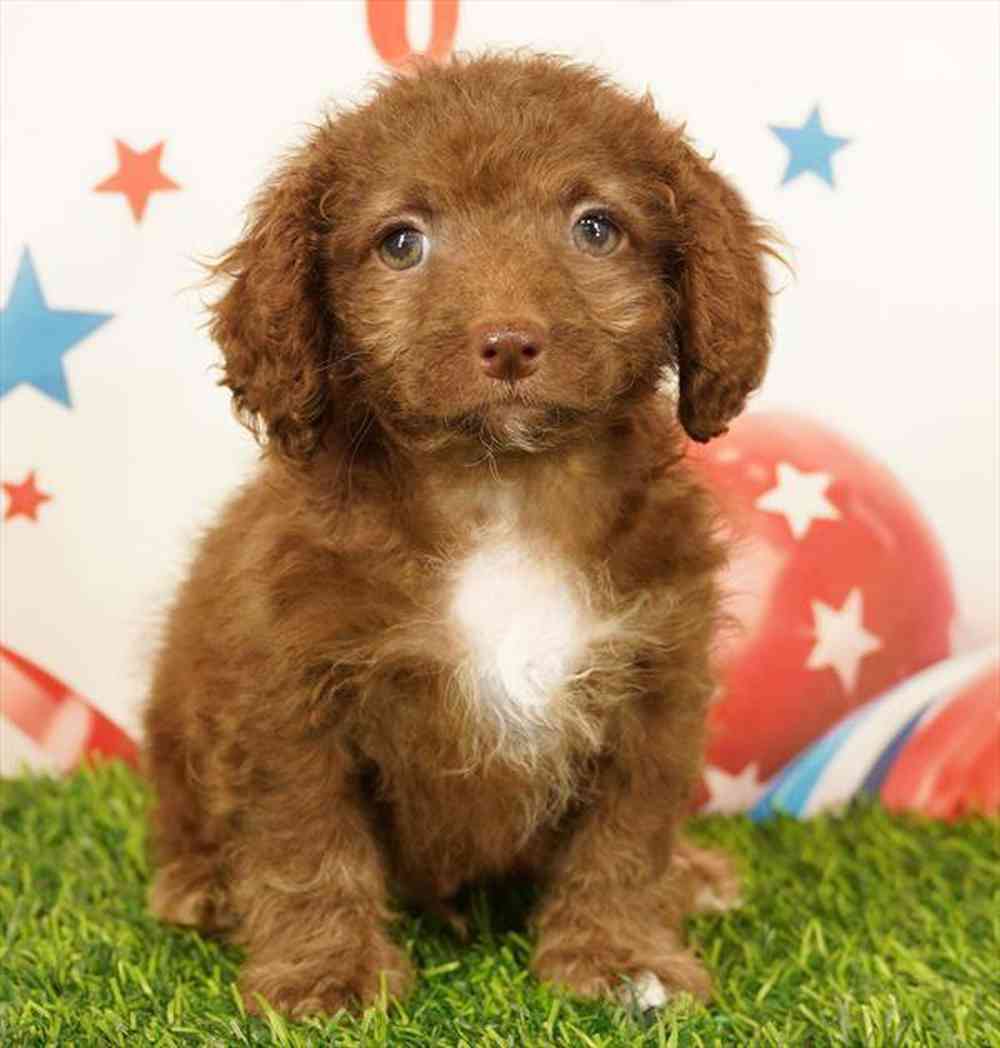carousel pet images