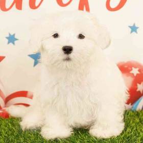 Maltipoo