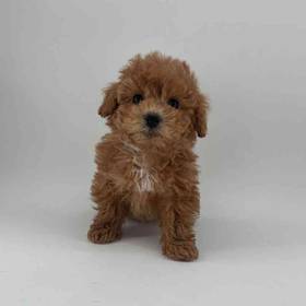Maltipoo