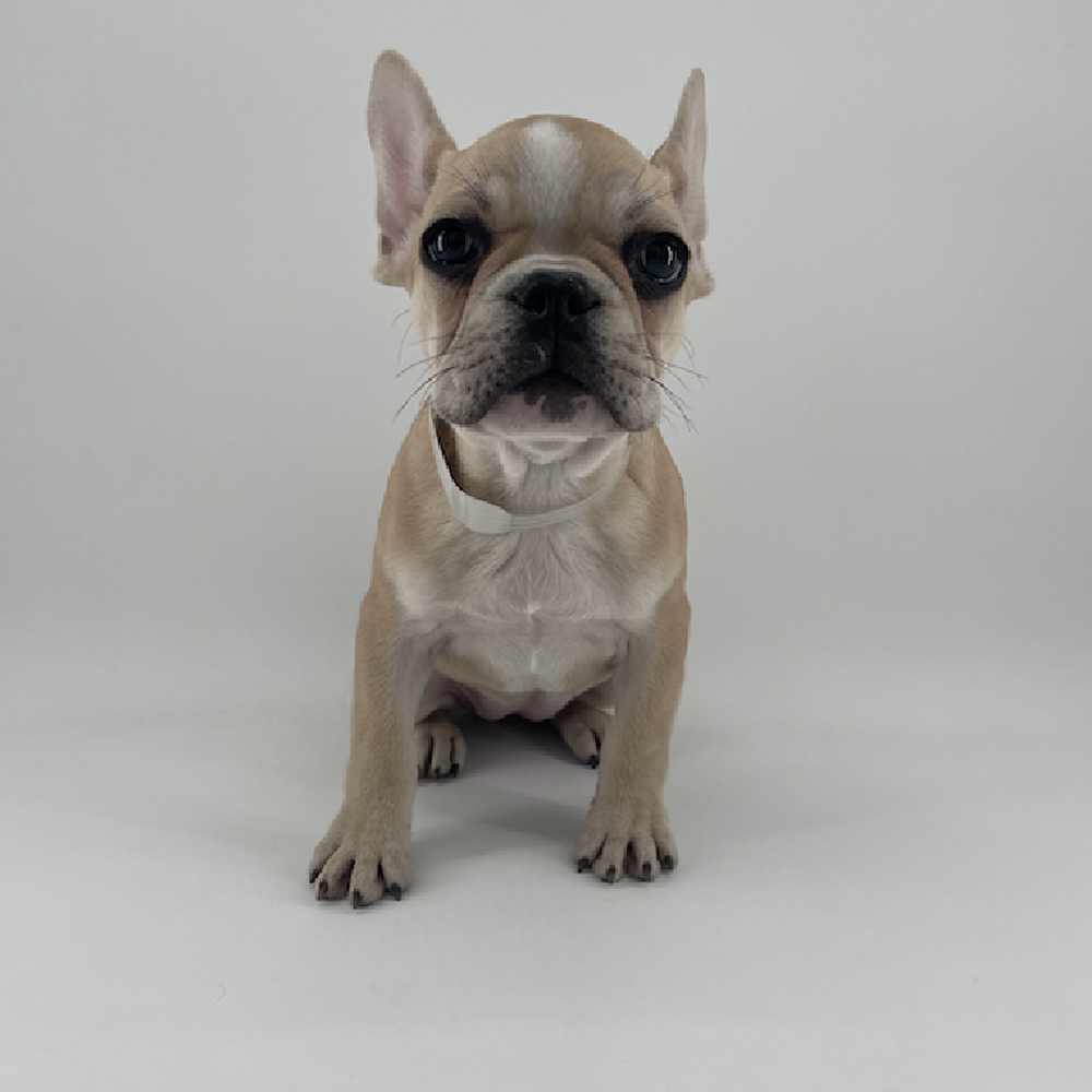 carousel pet images