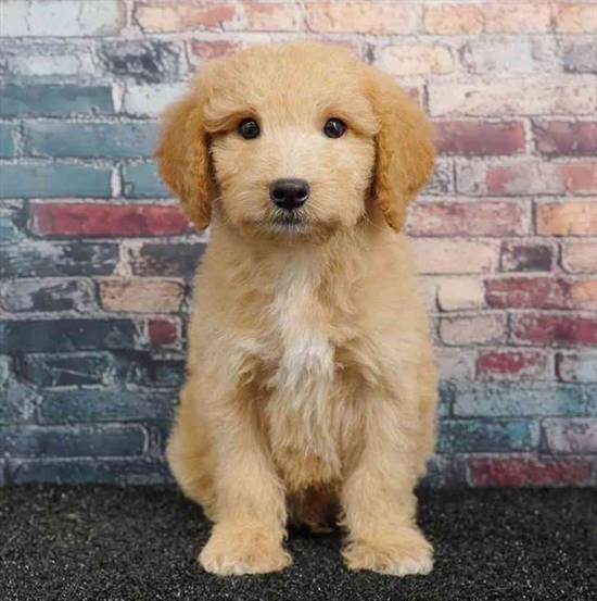 2nd Gen Mini Goldendoodle