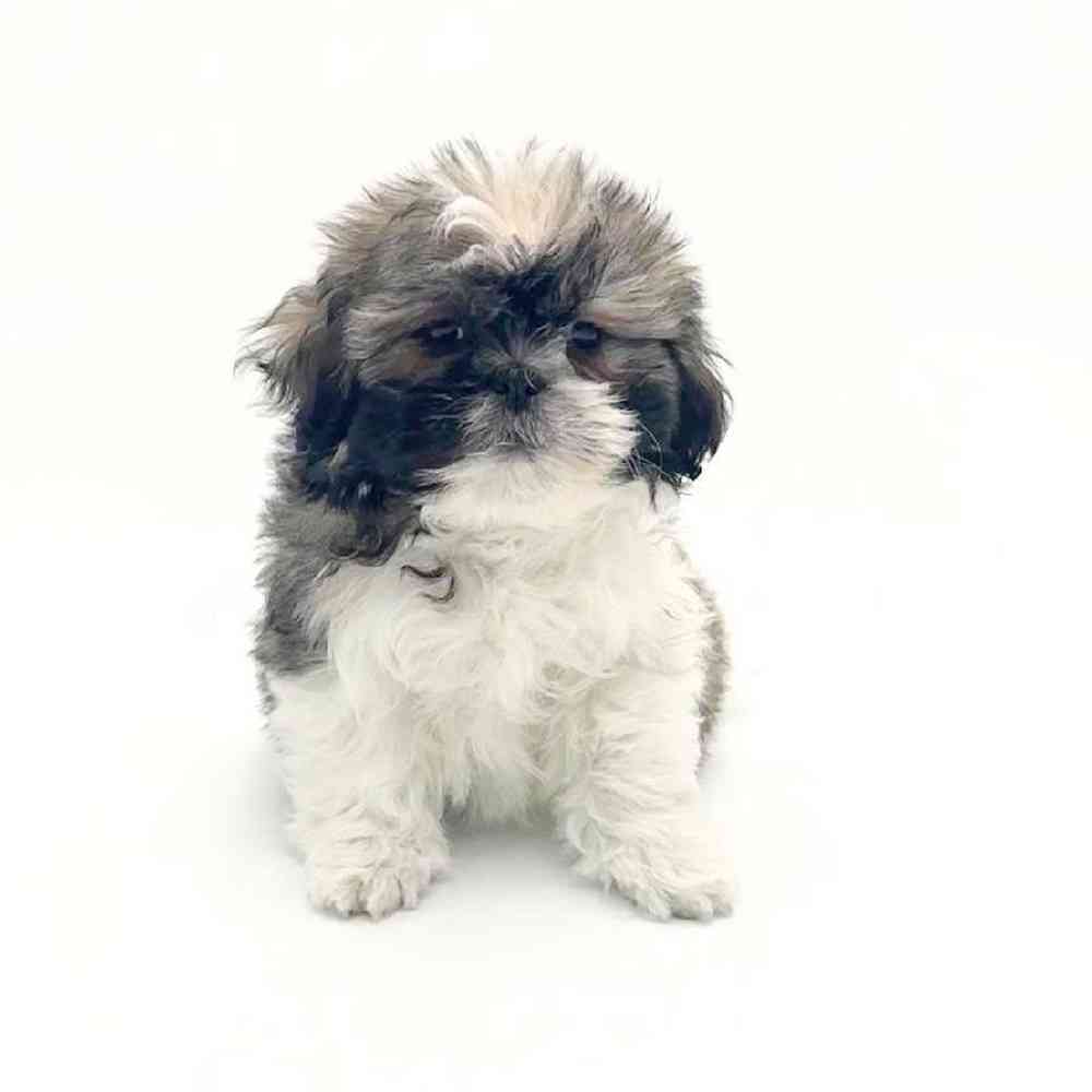 carousel pet images
