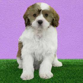 2nd Gen Cockapoo