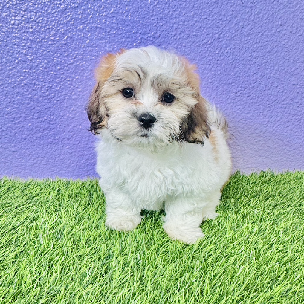 carousel pet images