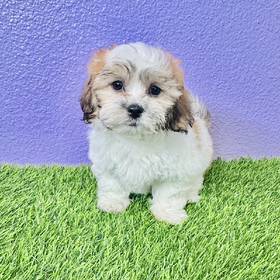 Shizapoo