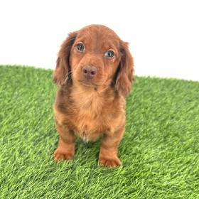 Dachshund