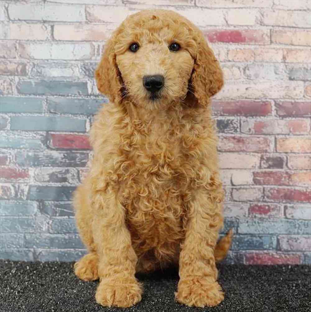 Image of a pet breed in the gallery