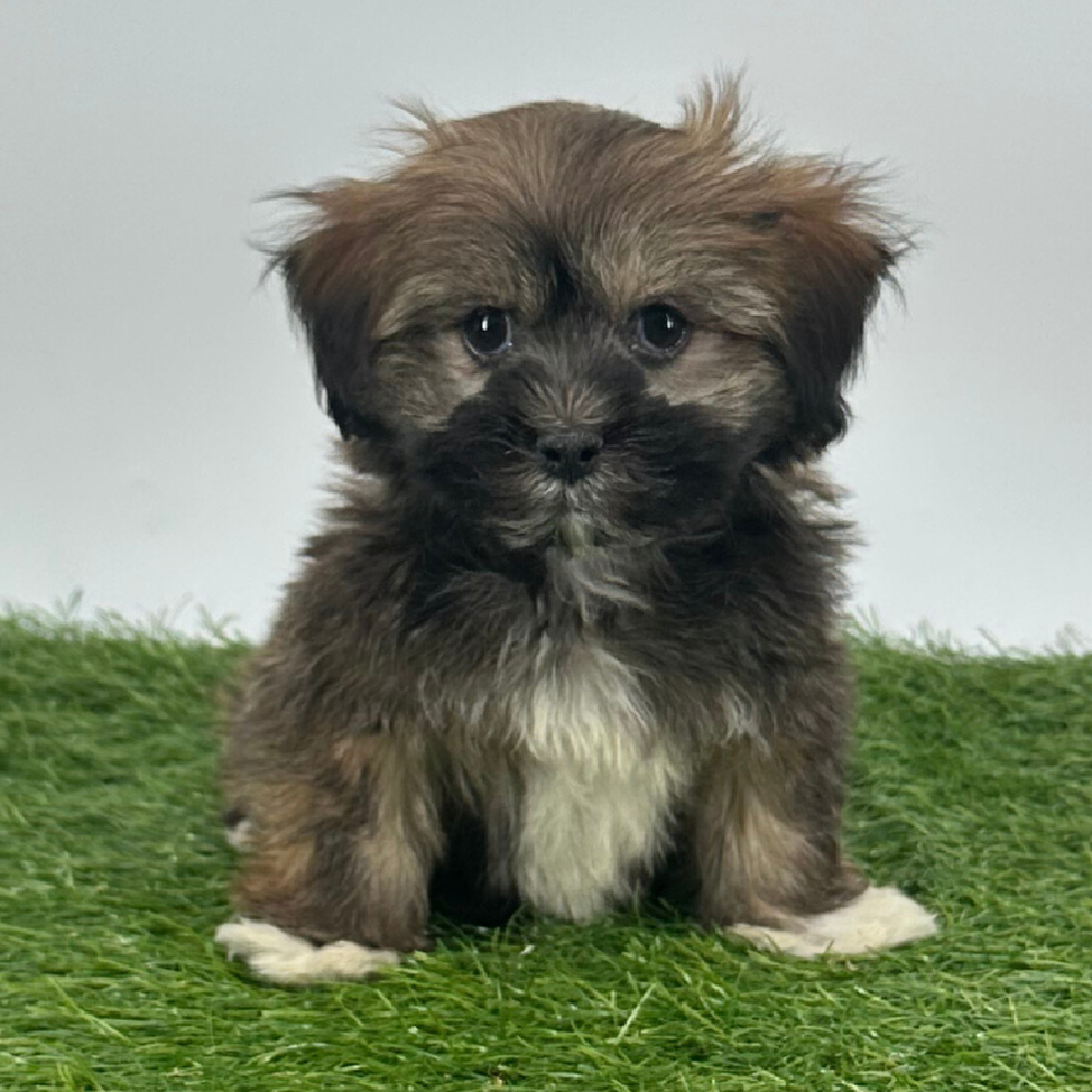 carousel pet images