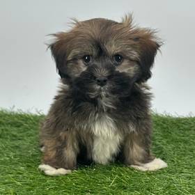 Havanese