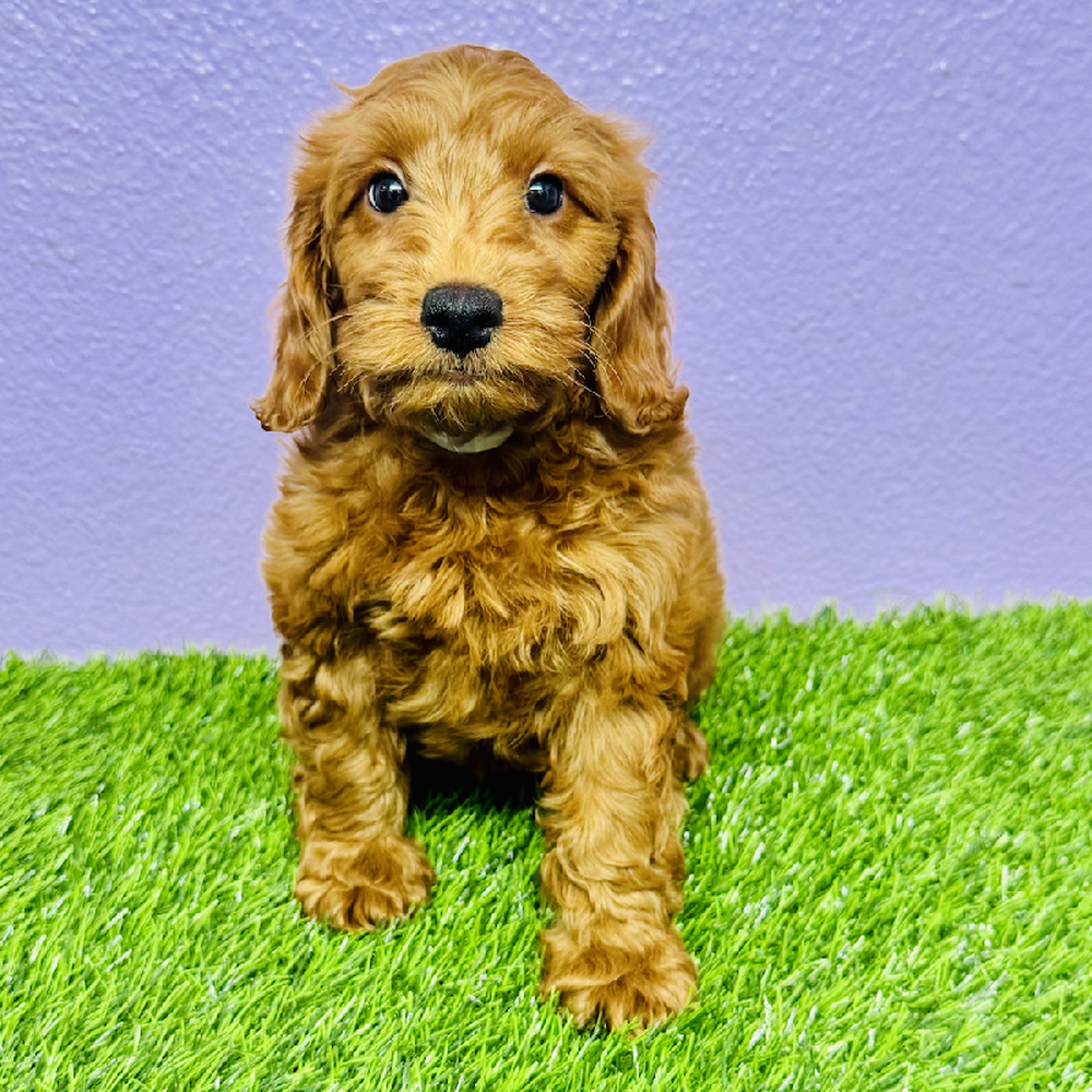 carousel pet images