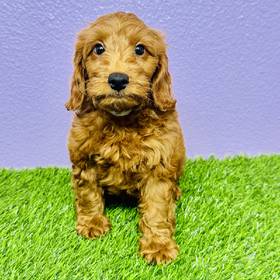 2nd Gen Mini Goldendoodle