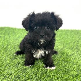 Yorkie-Poo