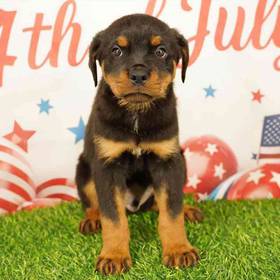 Rottweiler