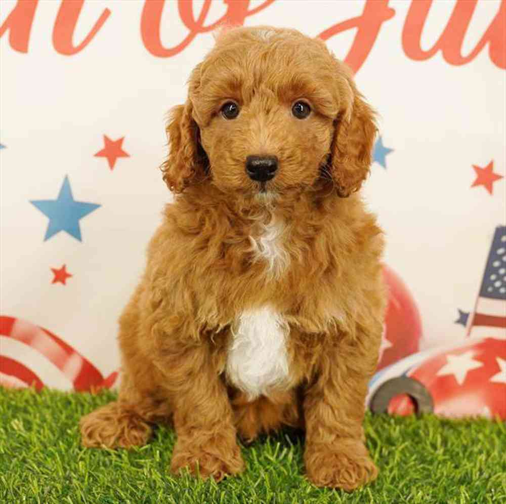 carousel pet images