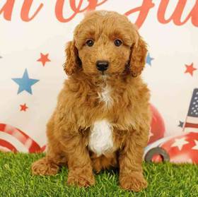 2nd Gen Mini Goldendoodle
