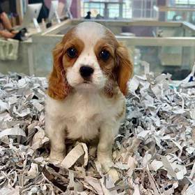 Cavalier King Charles Spaniel