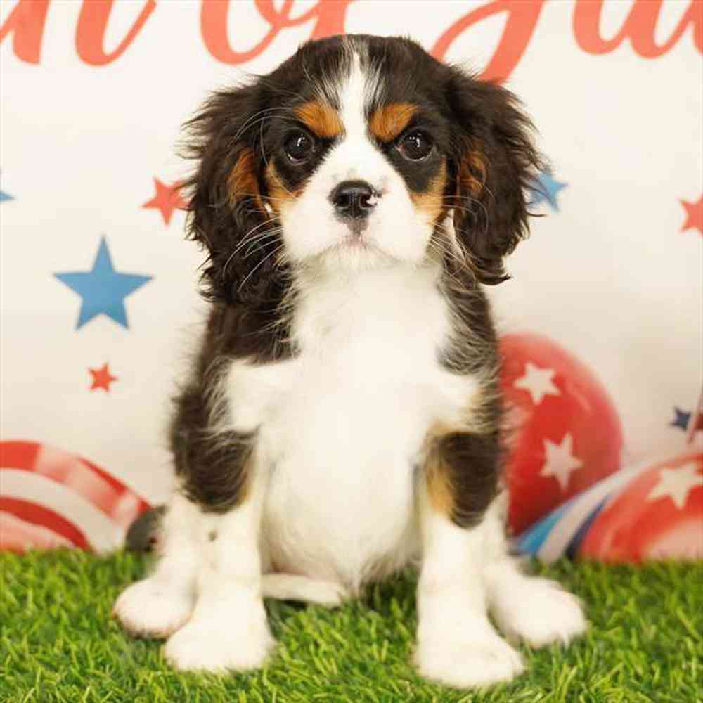 carousel pet images