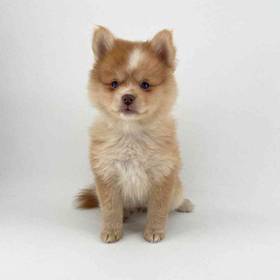 2nd Gen Pomsky