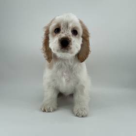Cocker Spaniel
