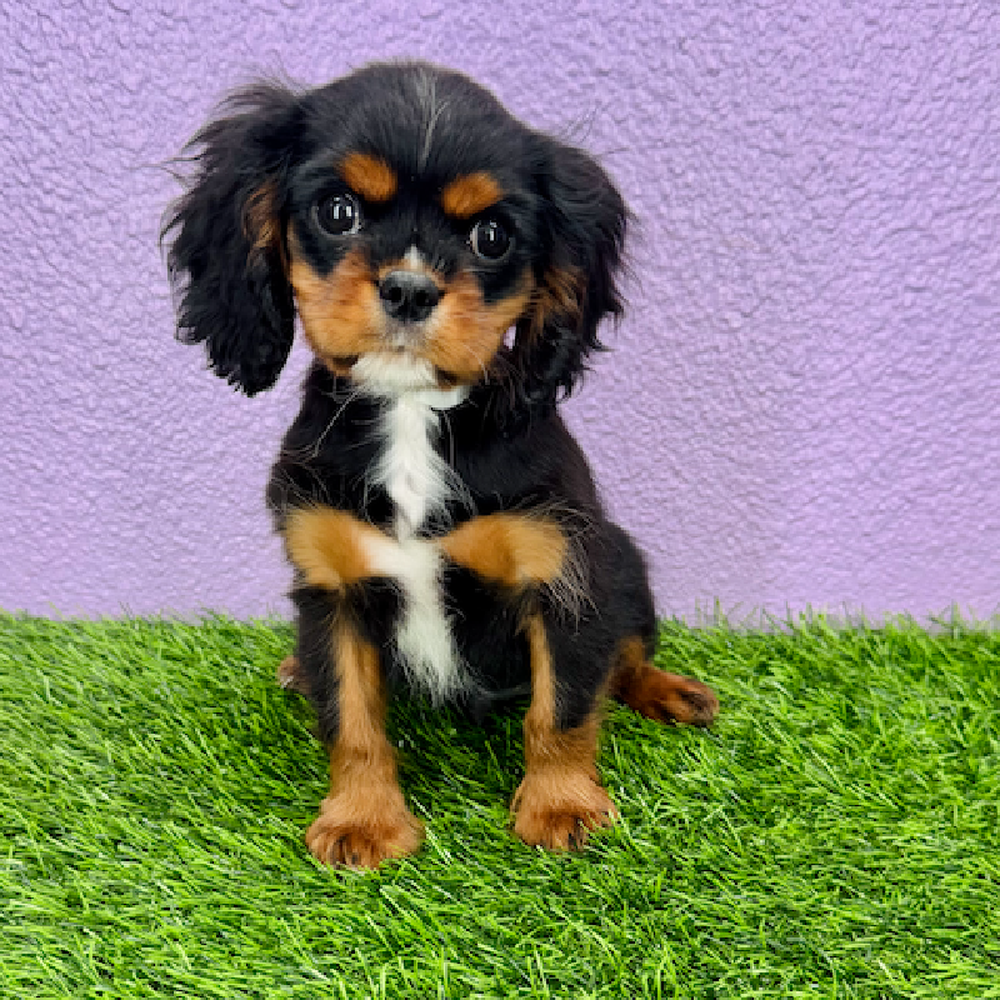 carousel pet images
