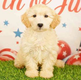 Yorkie-Poo