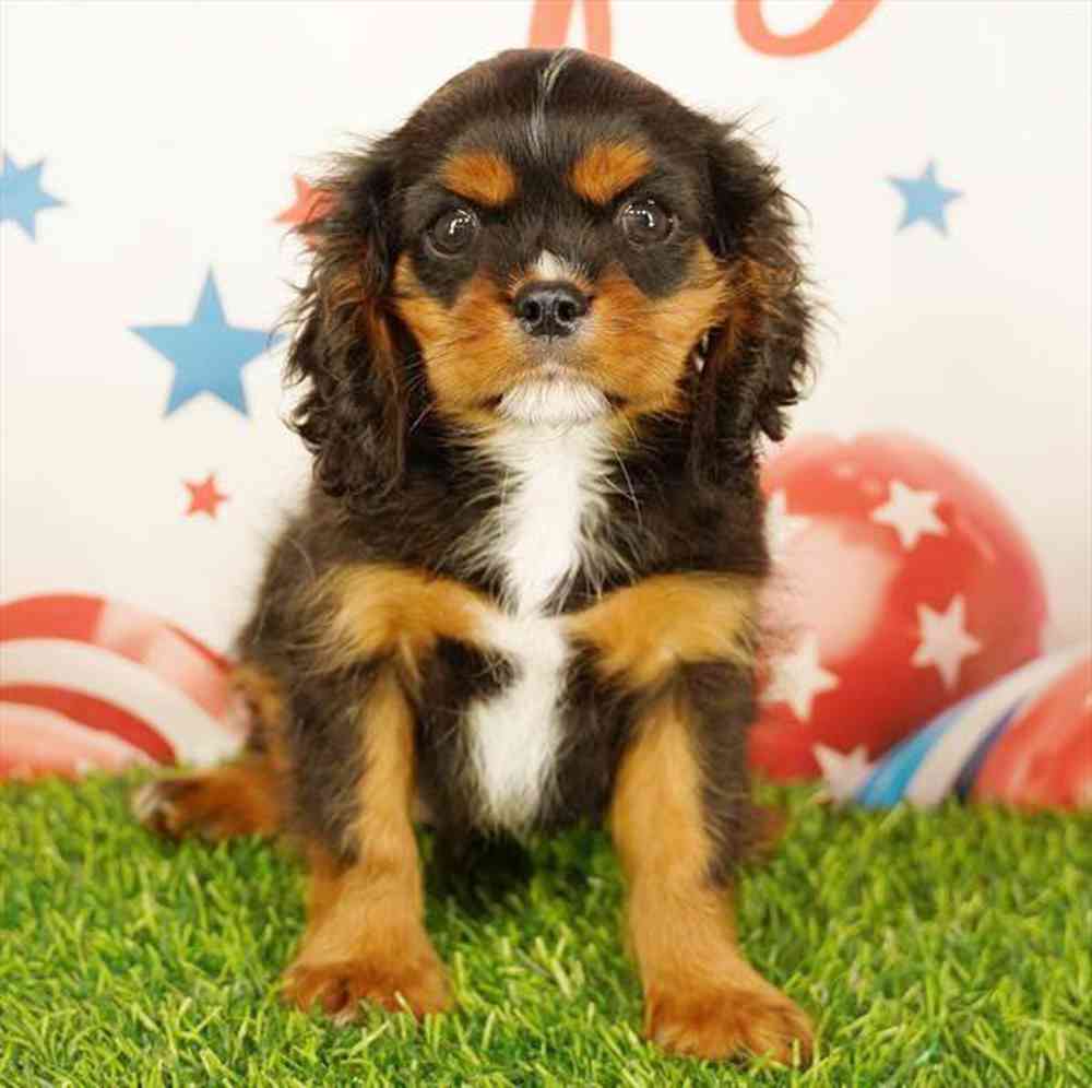 carousel pet images