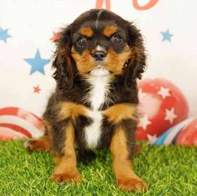 Cavalier King Charles Spaniel