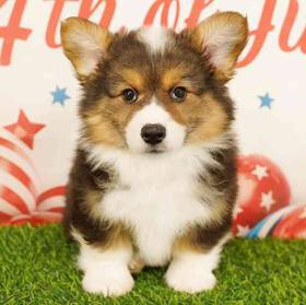 Pembroke Welsh Corgi