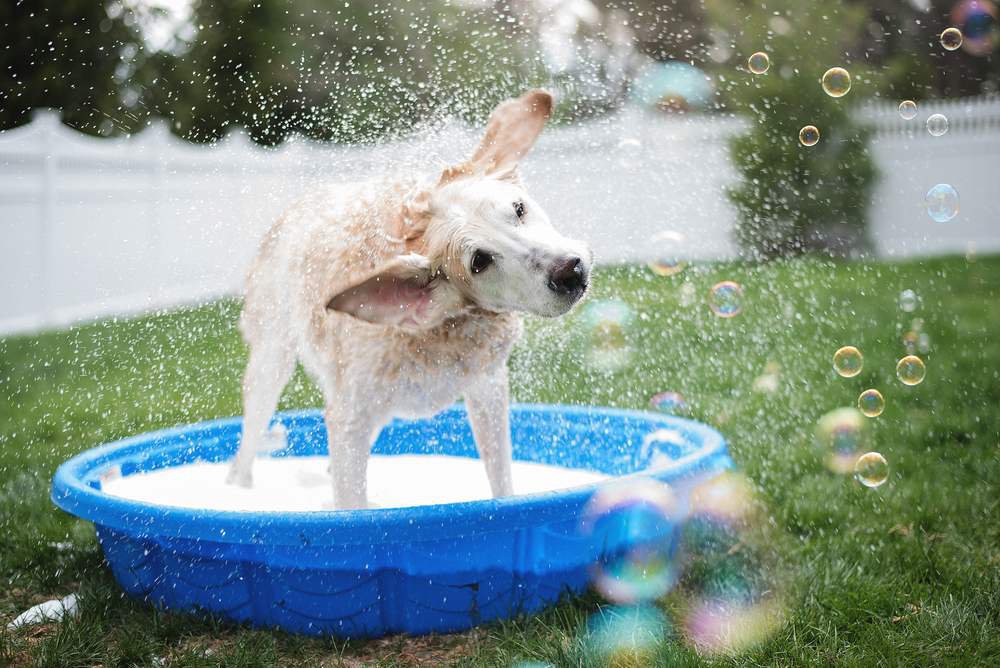 A yellow Labrador Retriever shaking water off in a small pool.