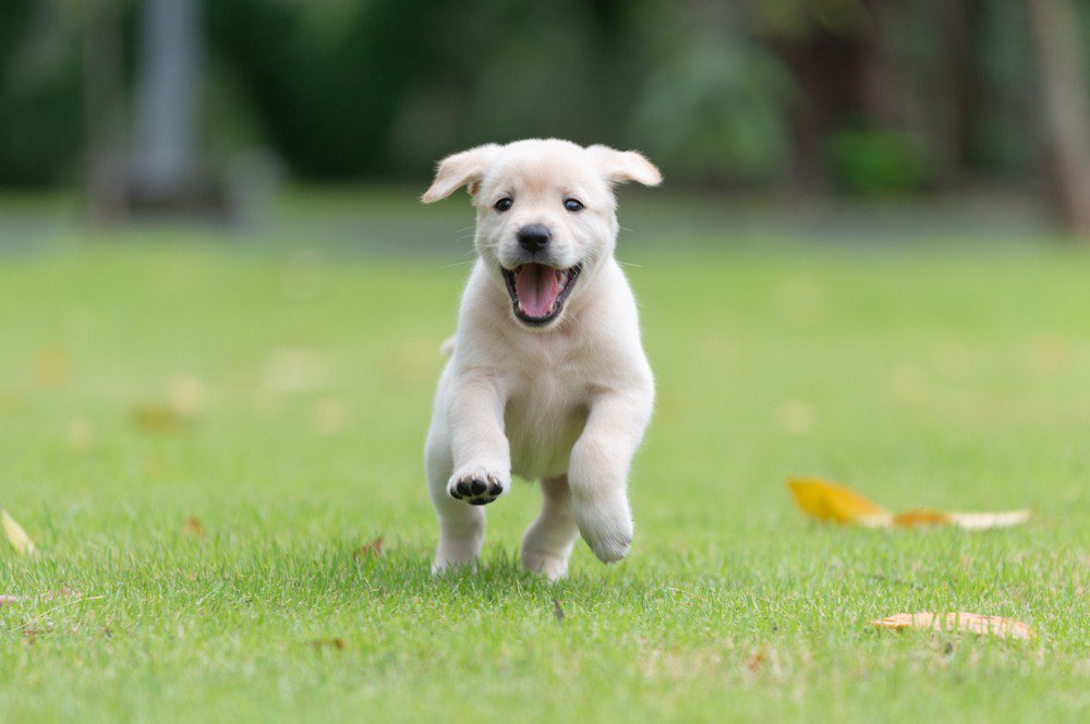 An english cream golden retriever puppy running in an open field.