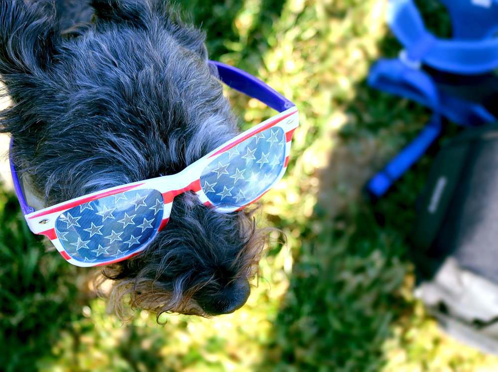 A miniature schnauzer wearing sunglasses decorated with the American flag.