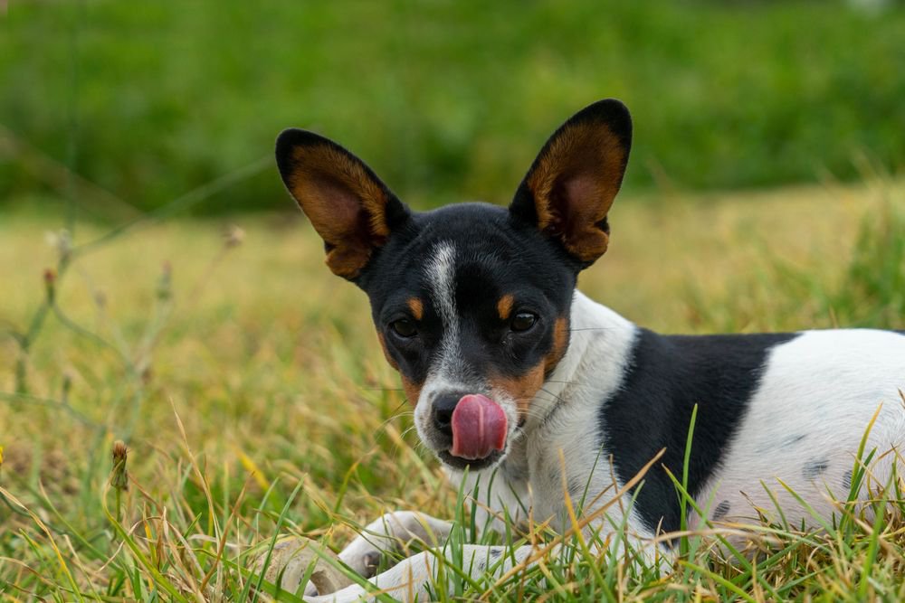 A rat terrier looking licking its nose.