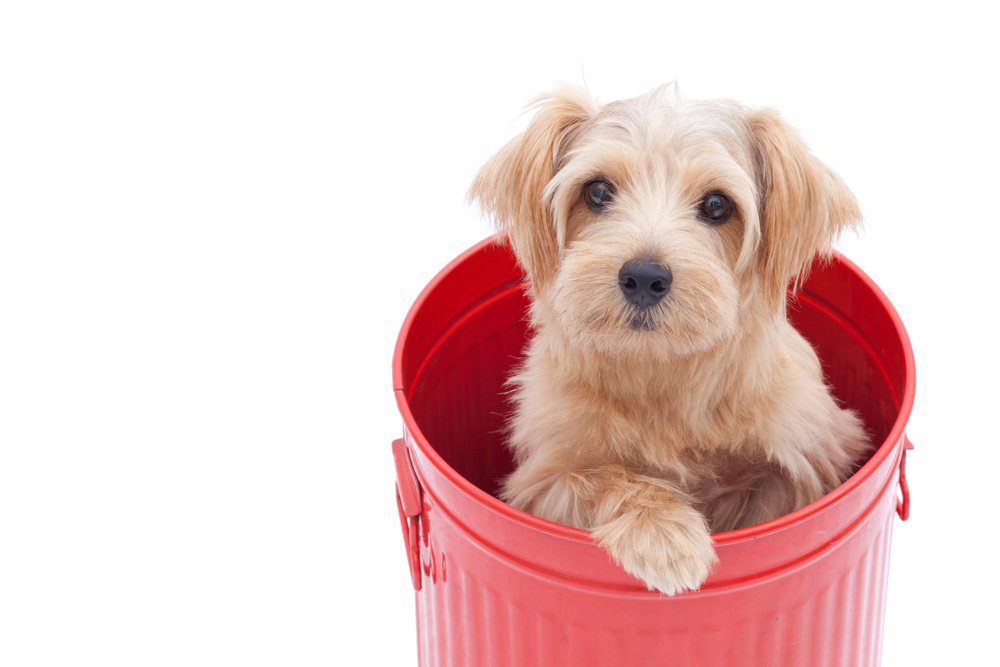 A tan norfolk terrier dog in a red bucket.
