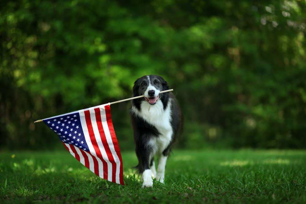 A Border Collie holding an American flag in its mouth.