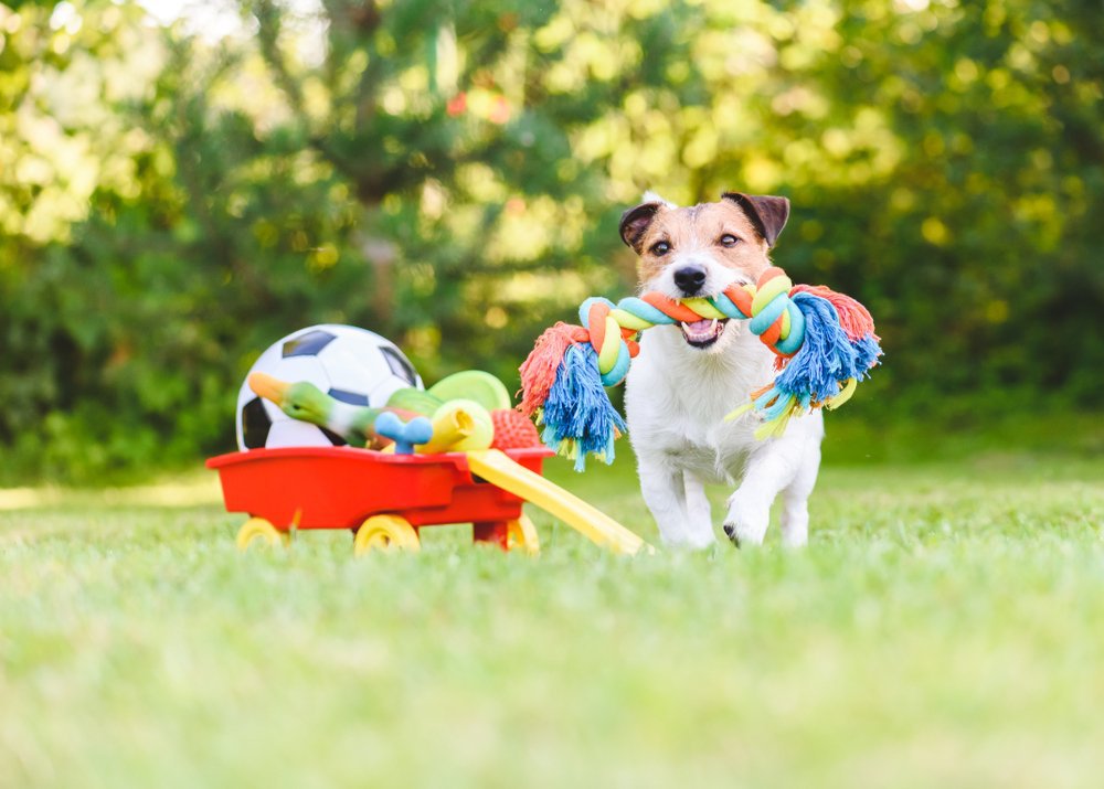 A jack russell terrier puppy standing with a pile of dog toys. It is holding a rope toy in its mouth.