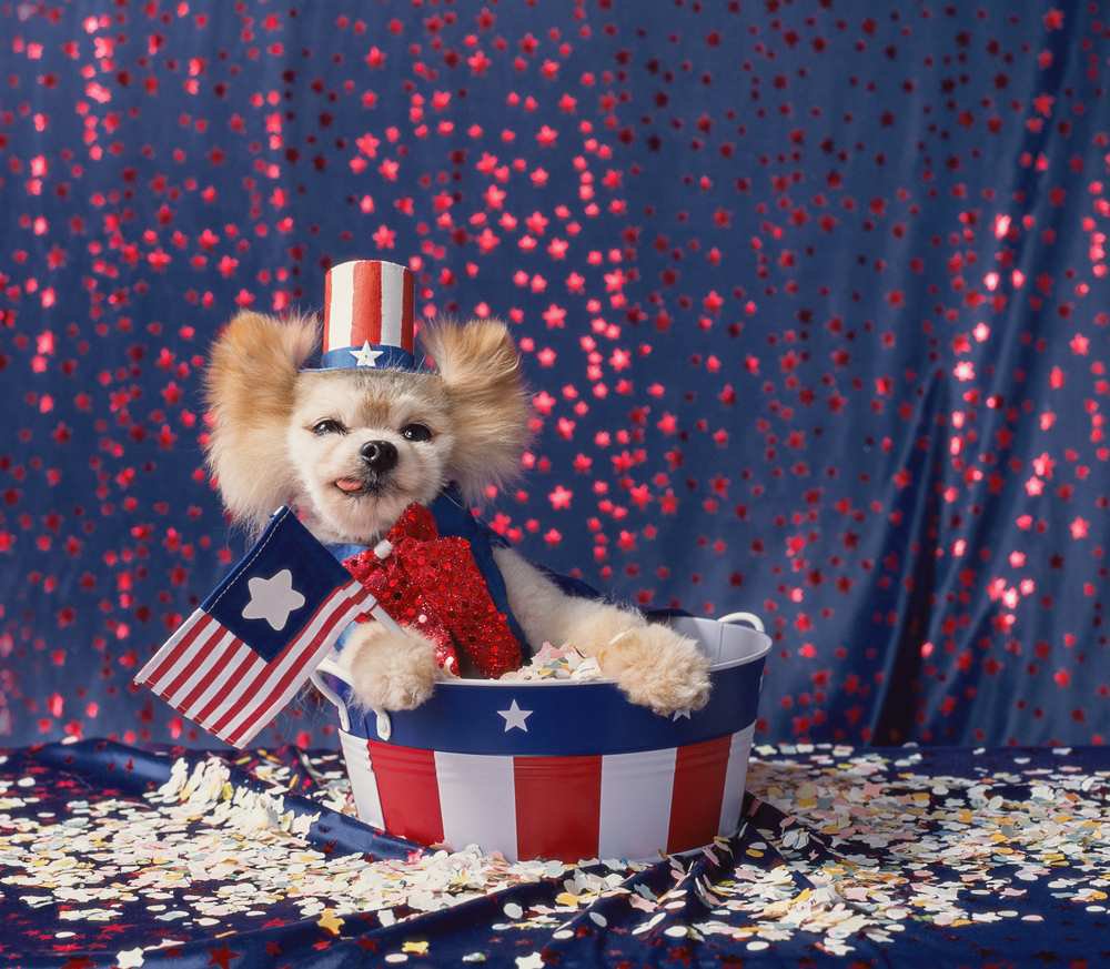 A pomeranian wearing a top hat and holding an American flag.