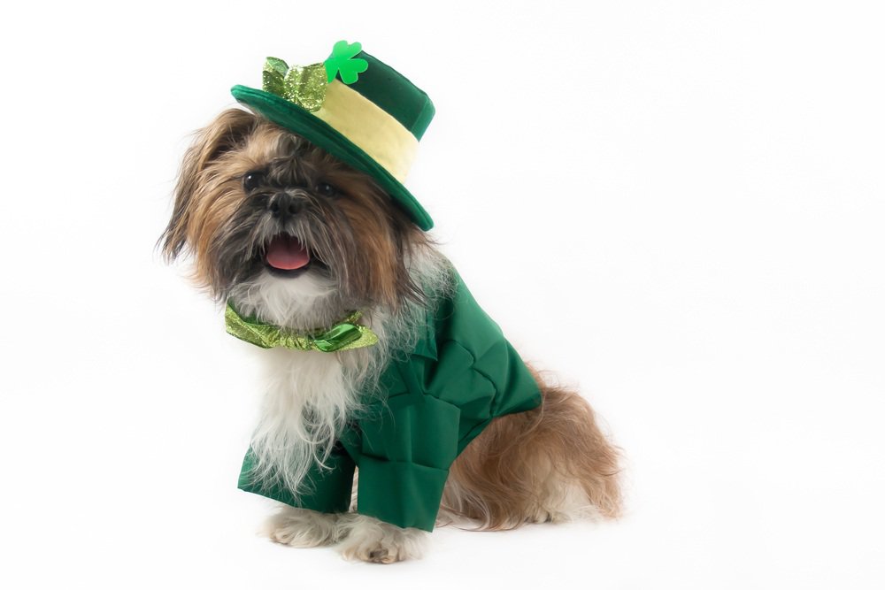 A shih tzu wearing a green St. Patrick's costume.