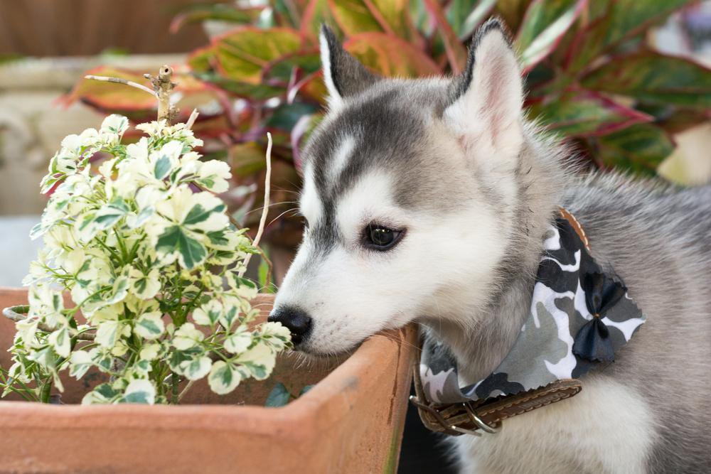A siberian husky puppy smelling a potted plant.