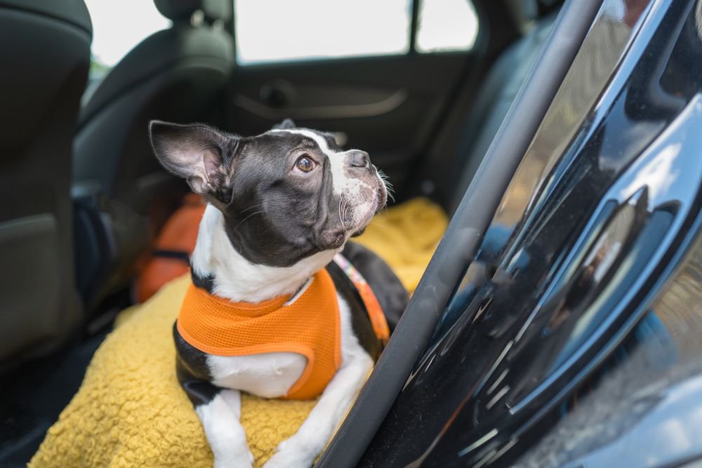 A boston terrier wearing an orange vest, seated in the back seat of a car.