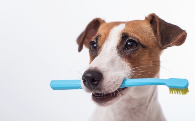 A white and borwn jack russell terrier dog holding a blue toothbrush with its mouth.