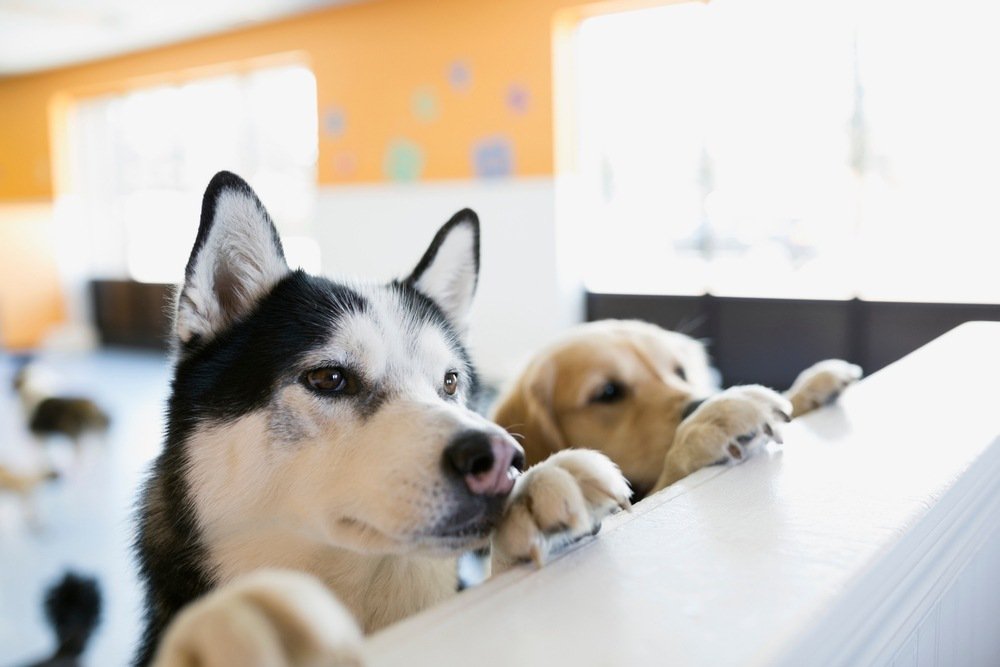 A siberian husky and a golden retriever leaning with their paws up on a counter.