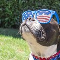 A Pomeranian wearing an American flag bandana.