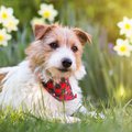 A white and brown jack russell terrier wearing a black and red checkered bandana.