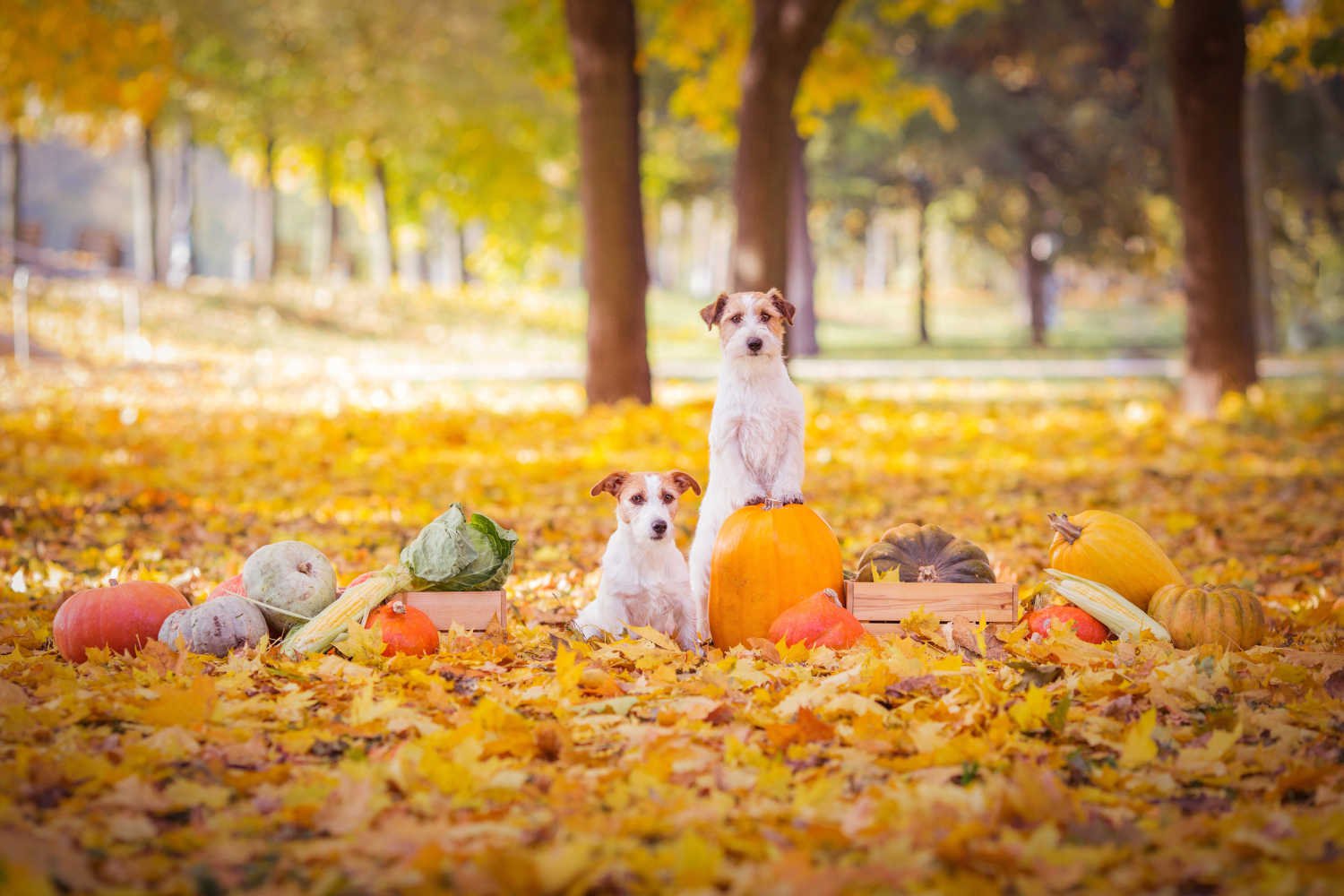 Two brown and white jack russell terriers sitting with pumpkins of various sizes and colors.